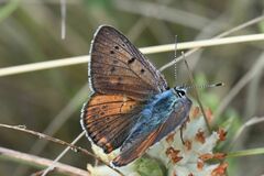 Lycaena alciphron
