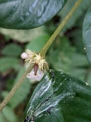 Lasianthus formosensis