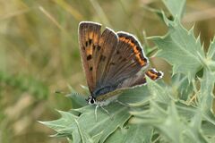 Lycaena alciphron