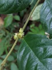 Lasianthus formosensis