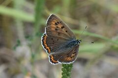 Lycaena alciphron