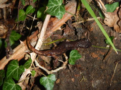 Speleomantes italicus