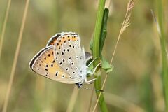 Lycaena alciphron