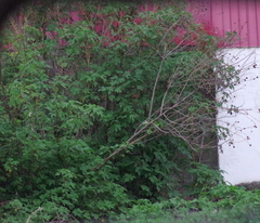 Tithonia diversifolia