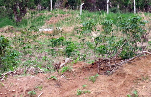 Cassava