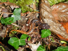 Speleomantes italicus