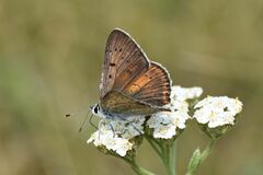 Lycaena alciphron