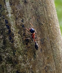 Tetraponera rufonigra
