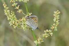 Lycaena alciphron