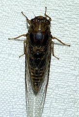Birrima varians