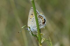 Lycaena alciphron