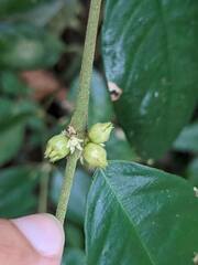 Lasianthus formosensis