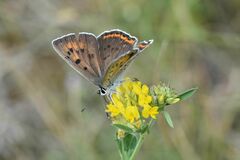 Lycaena alciphron