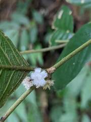 Lasianthus formosensis