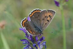 Lycaena alciphron
