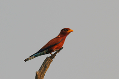 Eurystomus glaucurus