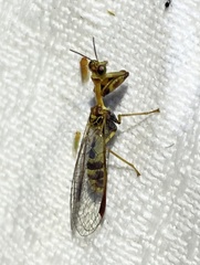 Spaminta minjerribae