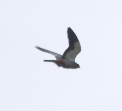 Falco amurensis