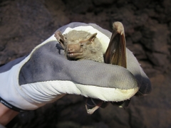 Taphozous nudiventris