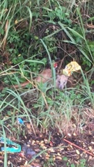 Nasua narica yucatanica