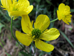 Ranunculus bulbosus