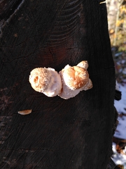 Fungi