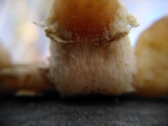 Fungi