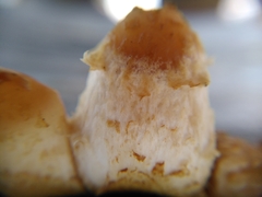 Fungi