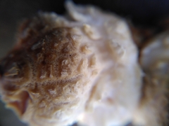 Fungi