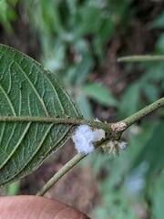 Lasianthus formosensis