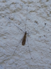 Amphineurus