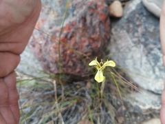Moraea unguiculata