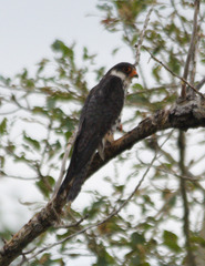 Falco amurensis