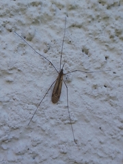 Amphineurus