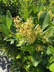 Searsia laevigata