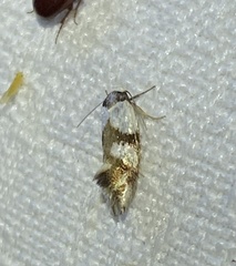 Antipterna trilicella