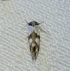 Antipterna trilicella
