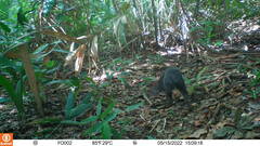 Dasyprocta fuliginosa