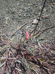 Lessertia frutescens