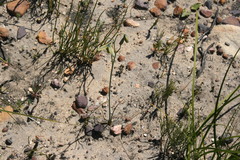 Albuca