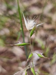 Rytidosperma caespitosum