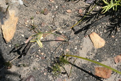 Albuca