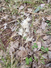 Rytidosperma caespitosum