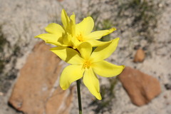Bobartia parva