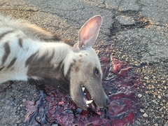 Hyaena hyaena