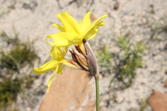 Bobartia parva