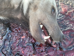 Hyaena hyaena