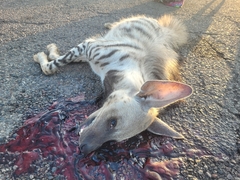 Hyaena hyaena