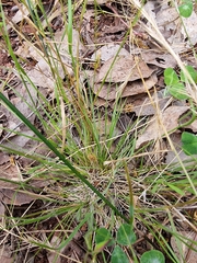 Rytidosperma caespitosum