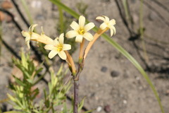 Cyrtanthus ochroleucus